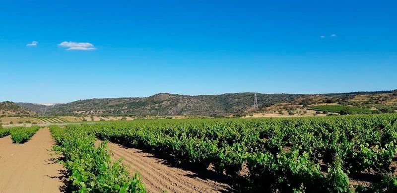 Los mejores Destinos para Amantes del Vino | Comarca de Fermoselle