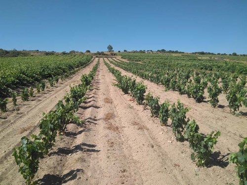 Rutas del Vino en Zamora | Bodegas Pastrana