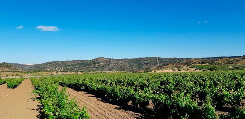 Viñedos en Fermoselle