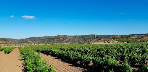 Los mejores Destinos para Amantes del Vino | Comarca de Fermoselle