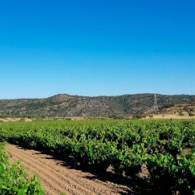 Viñedos en Fermoselle