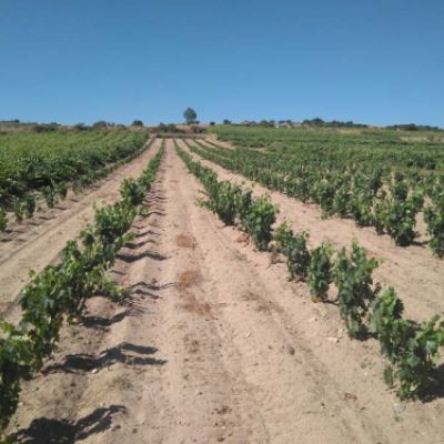 Viñedos de Bodegas Pastrana