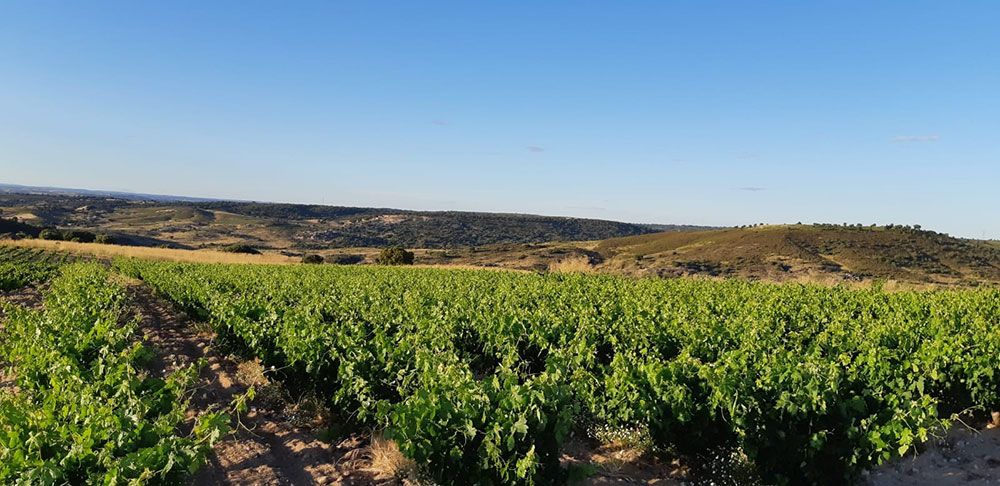 Viñedos de Bodegas Pastrana