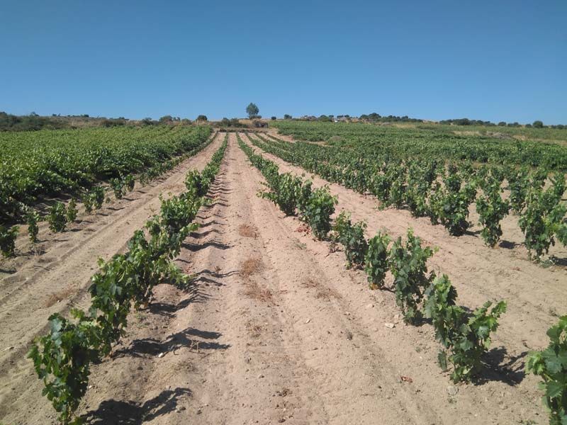 Viñedos de Bodegas Pastrana