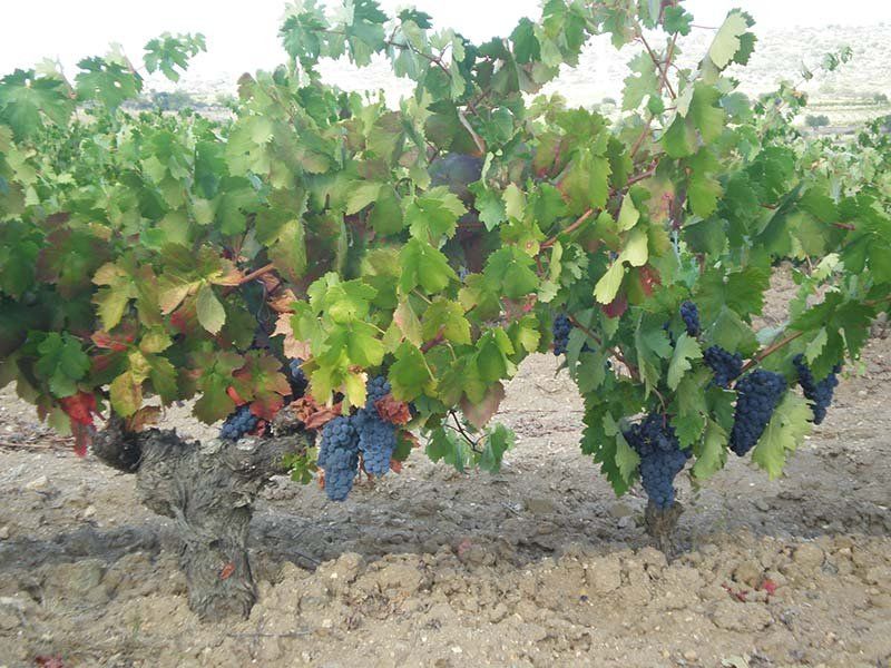 Viñedos en Los Arribes del Duero Viñedos en Los Arribes del Duero